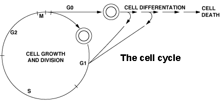 The cell cycle